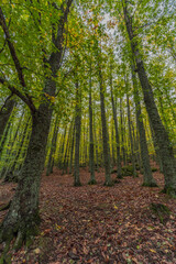 Wide angle autunm scene at Castanar de el Tiemblo. Chestnut forest in Avila province, Spain
