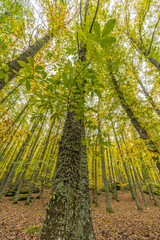 Wide angle autunm scene at Castanar de el Tiemblo. Chestnut forest in Avila province, Spain