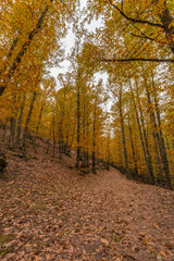 Wide angle autunm scene at Castanar de el Tiemblo. Chestnut forest in Avila province, Spain