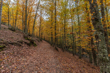 Wide angle autunm scene at Castanar de el Tiemblo. Chestnut forest in Avila province, Spain