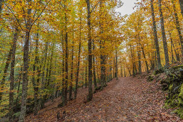 Wide angle autunm scene at Castanar de el Tiemblo. Chestnut forest in Avila province, Spain