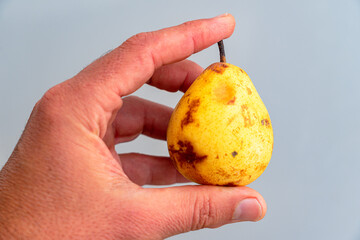 hand holding an old ripe pear in a state of decay