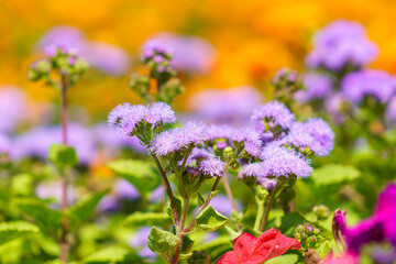 Obraz premium Very beautiful flowers in the flowerbed. Background with selective focus and copy space