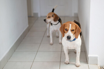 Two beagle dogs stand in house