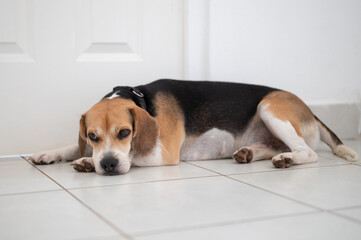 One beagle dog lay next to home door