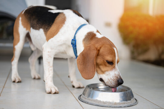 Cute beagle dog drinking water