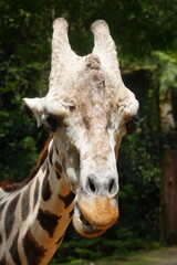 The giraffe (Giraffa camelopardalis) is a unique and majestic African mammal known for its exceptional height, long neck, distinctive coat pattern, and elegant appearance. |長頸鹿