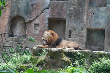 Lions (Panthera leo) are iconic and majestic big cats known for their strength, social structure, and dominance as apex predators in their habitats. |雄獅子