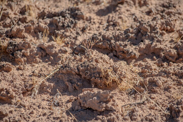 Fascinating biotic crust in an arid environment