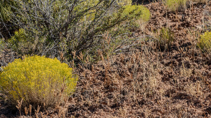 Fascinating biotic crust in an arid environment