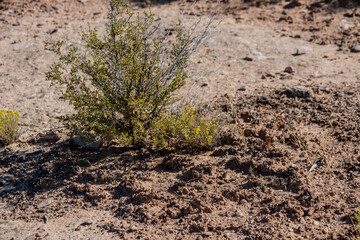 Fascinating biotic crust in an arid environment