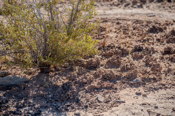 Fascinating biotic crust in an arid environment