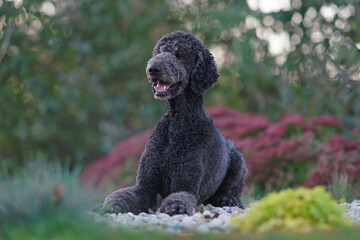 Adorable black Standard Poodle dog posing outdoors in a garden lying down on stones in autumn