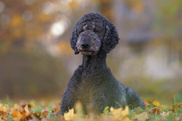 Adorable black Standard Poodle dog posing outdoors lying down on a green grass with yellow fallen maple leaves in autumn