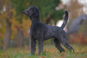 Serious black Standard Poodle dog posing outdoors standing on a green grass with yellow fallen maple leaves in autumn