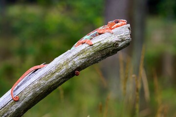 Adult male Ambilobe Panther Chameleon (Furcifer pardalis) on forest