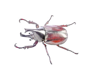 beetle isolated on  transparent png