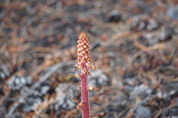 stalk plant