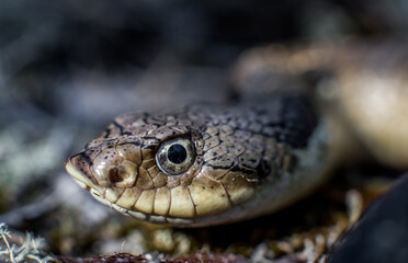 Close up of an eastern hognose's head from Cape Cod, Massachusetts