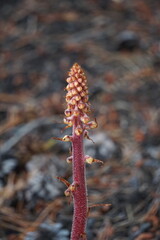 red and yellow flowers stalk plant