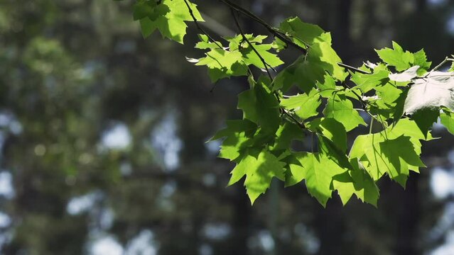 Green Leaves Moving Gently in the Forest During a Sunny Day. Close Up. 4K Resolution.