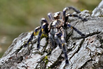 Poecilotheria metallica, also known as the peacock tarantula, Sklípkan kovolesklý, tarantule paví. Macro, close up detail.
