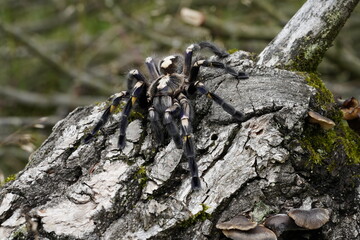 Poecilotheria metallica, also known as the peacock tarantula, Sklípkan kovolesklý, tarantule paví. Macro, close up detail.