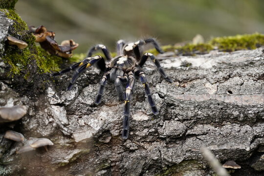 Poecilotheria metallica, also known as the peacock tarantula, Skl&iacute;pkan kovoleskl&yacute;, tarantule pav&iacute;. Macro, close up detail.