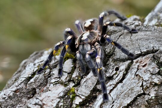 Poecilotheria metallica, also known as the peacock tarantula, Skl&iacute;pkan kovoleskl&yacute;, tarantule pav&iacute;. Macro, close up detail.