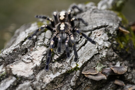 Poecilotheria metallica, also known as the peacock tarantula, Skl&iacute;pkan kovoleskl&yacute;, tarantule pav&iacute;. Macro, close up detail.
