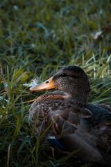 mantova lago animali papere anatre natura 