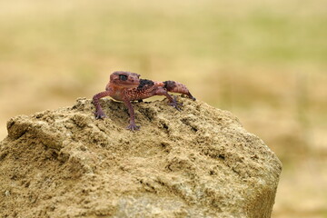 Nephrurus wheeleri, also known commonly as the banded knob-tailed gecko, the southern banded knob-tailed gecko, and Wheeler's knob-tailed gecko. The species is endemic to Australia