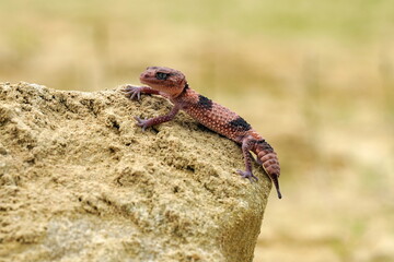 Nephrurus wheeleri, also known commonly as the banded knob-tailed gecko, the southern banded knob-tailed gecko, and Wheeler's knob-tailed gecko. The species is endemic to Australia