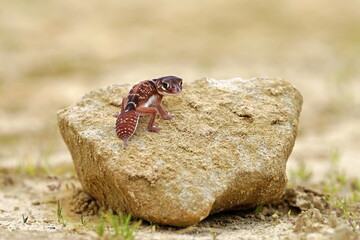 Nephrurus levis, commonly known as the three-lined knob-tailed gecko, smooth knob-tailed gecko, or...