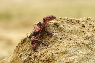 Nephrurus wheeleri, also known commonly as the banded knob-tailed gecko, the southern banded knob-tailed gecko, and Wheeler's knob-tailed gecko. The species is endemic to Australia