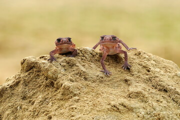 Nephrurus wheeleri, also known commonly as the banded knob-tailed gecko, the southern banded knob-tailed gecko, and Wheeler's knob-tailed gecko. The species is endemic to Australia
