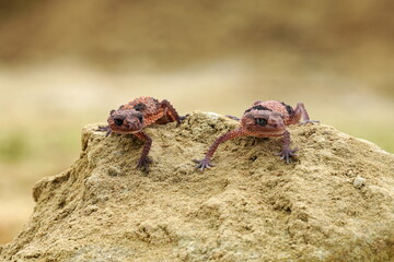 Nephrurus wheeleri, also known commonly as the banded knob-tailed gecko, the southern banded knob-tailed gecko, and Wheeler's knob-tailed gecko. The species is endemic to Australia