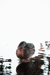 mantova lago animali papere anatre natura 