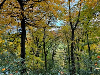 Autumn view over a dry stone wall, onto woodland, with old trees, wild plants, and golden leaves in, Stump Cross, Halifax, UK