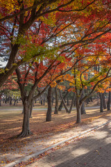 Naklejka premium Gyeongju, South Korea - November 20 2023 