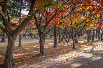 Gyeongju, South Korea - November 20 2023 "Daereungwon Tomb Complex"