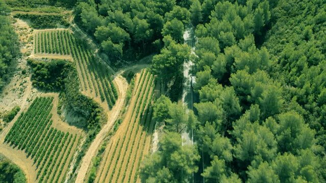 Drone aerial shot of vineyards and car road on mountain slopes close to Cassis, south of France.