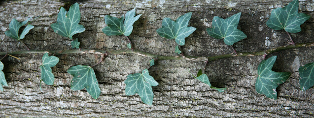 common ivy (Hedera helix) edera comune 