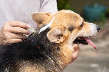 Close up a man applying tick and flea prevention treatment and medicine to her dog or pet