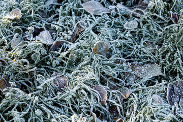 green grass and leaves are covered with a thick layer of frosty frost. First frosts in November. warm winter