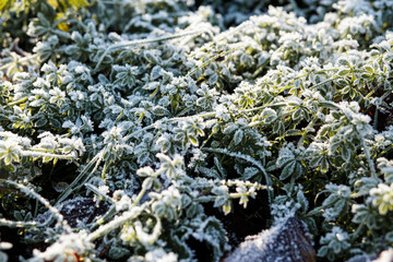 green grass and leaves are covered with a thick layer of frosty frost. First frosts in November. warm winter
