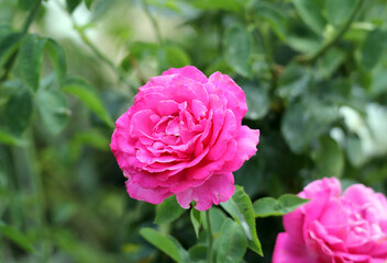 Close-up of a beautiful pink rose flower in a garden with green leaves in the background