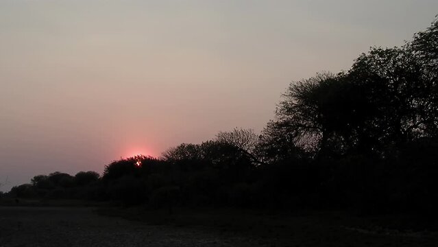 Sun Setting Behind Branches in El Impenetrable National Park, Chaco Province, Argentina.