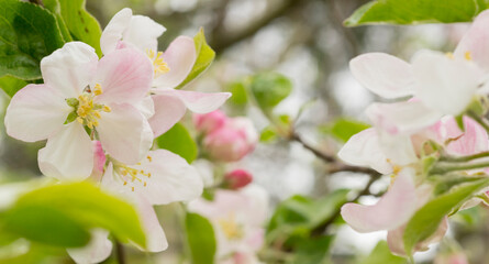 background banner with plants leaves and flowers