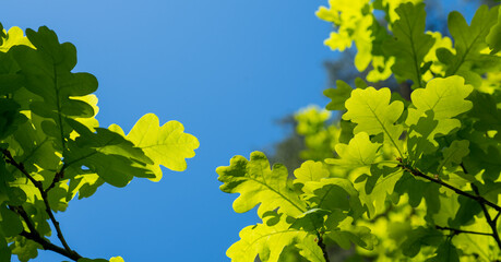 background banner with plants leaves and flowers
